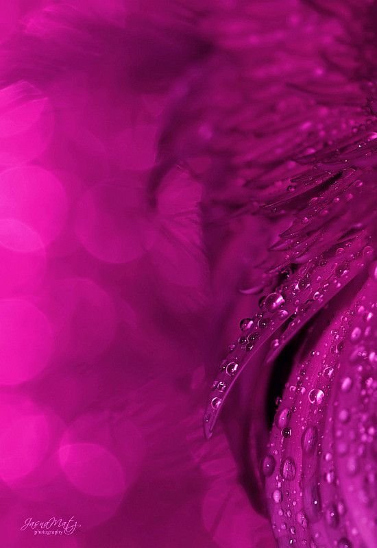 Цветы малинового цвета