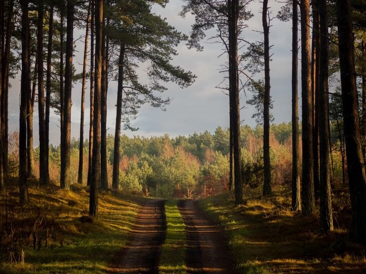 Сосновая роща Череповец