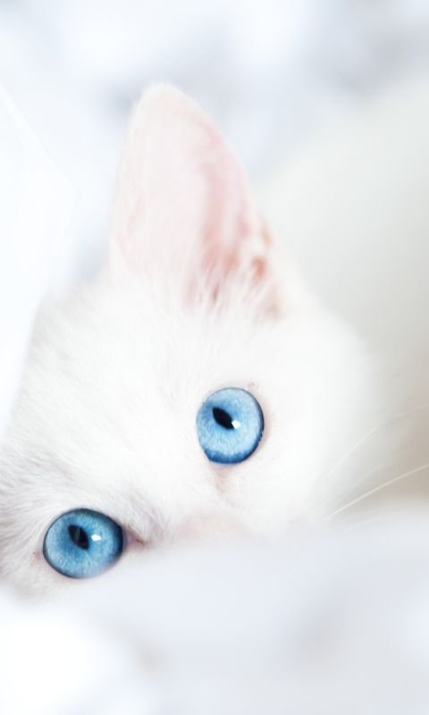 Турецкая ангора гетерохромия