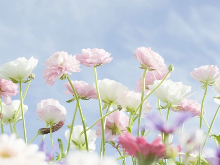 Нежные весенние цветы