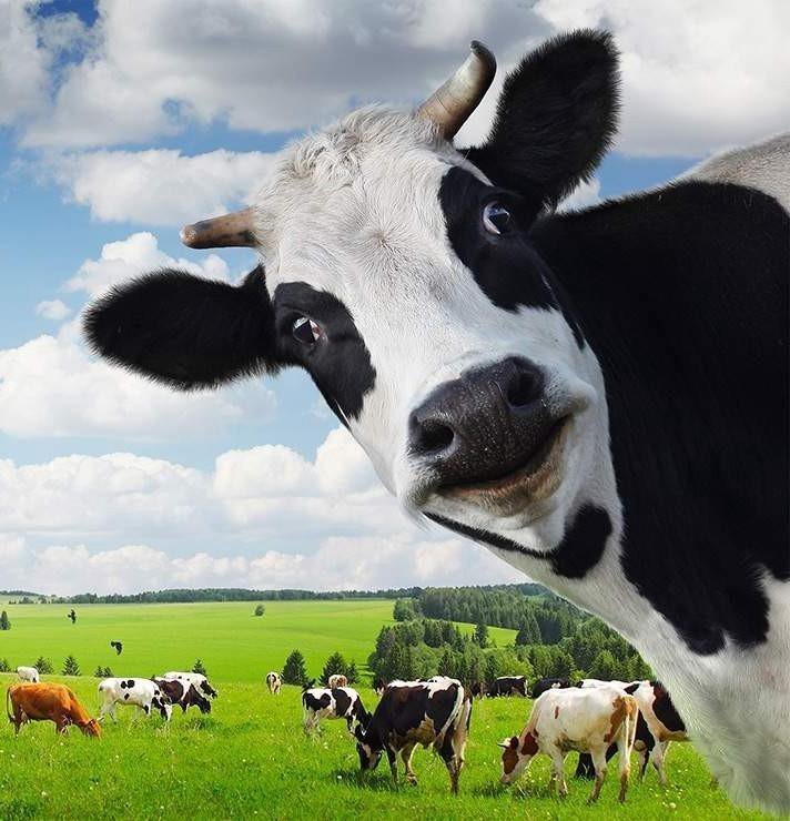 Весы кухонные Ade ke1720 Candy