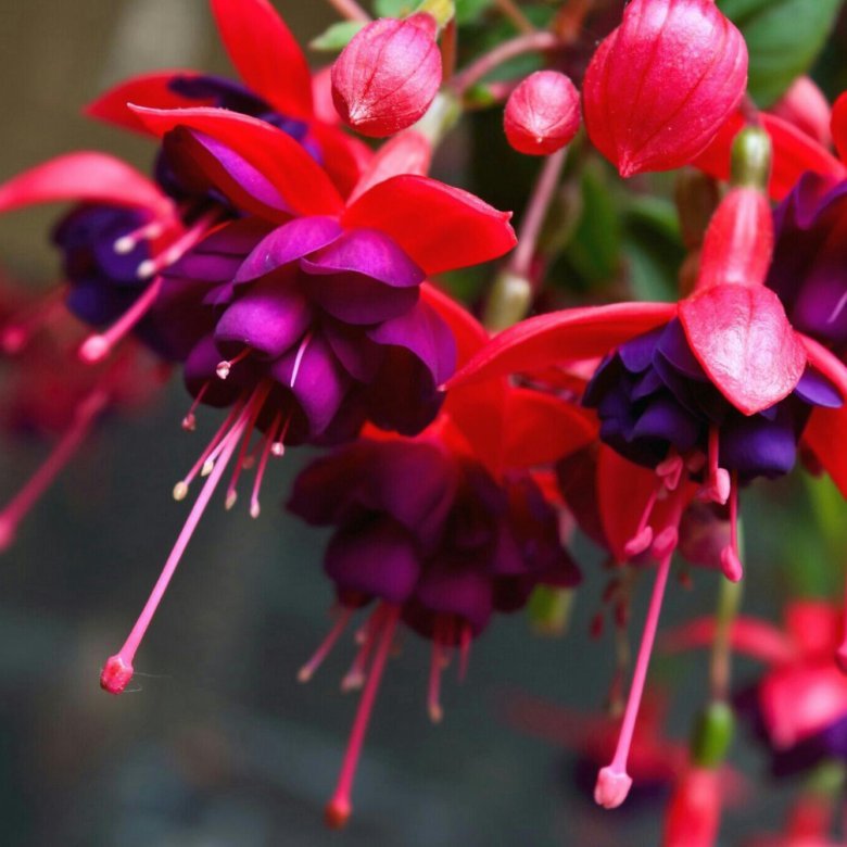 Königin der Nacht фуксия