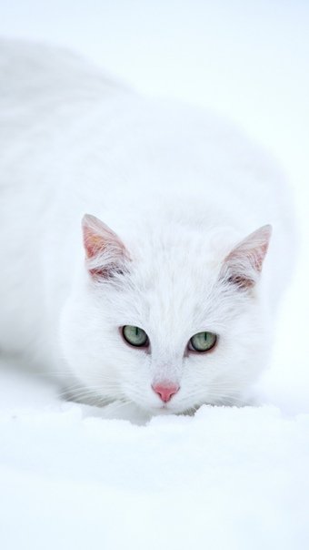 Белая кошка с зелеными глазами