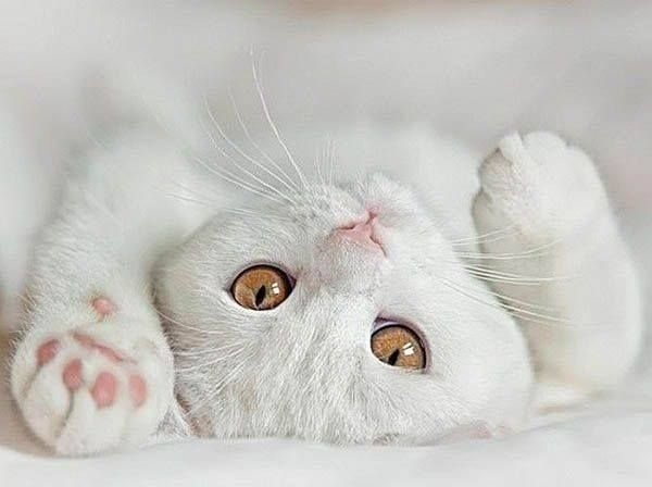 Шотландская вислоухая кошка белая