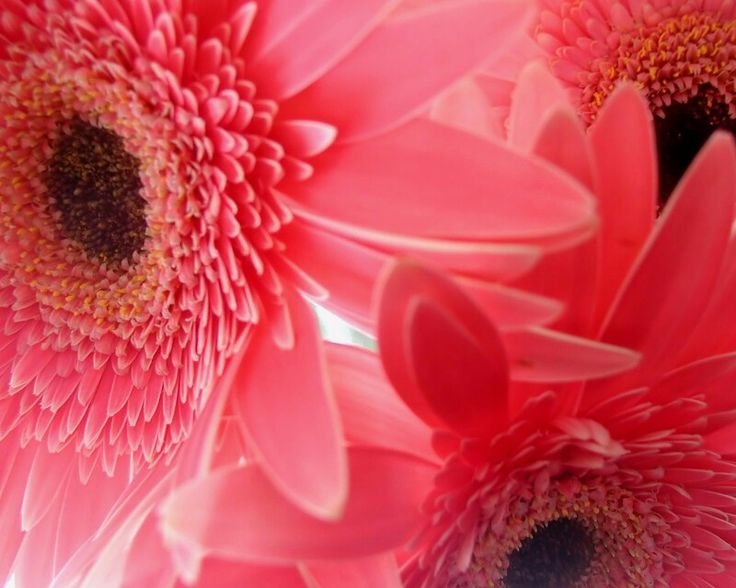 Красивые герберы