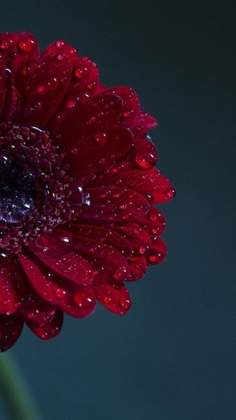 Герберы темно красные