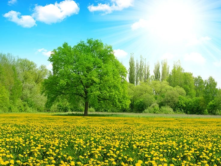 Природа летом