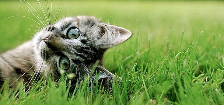 Кот в траве