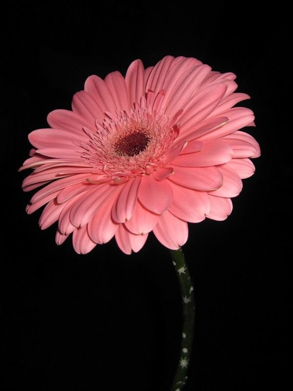 Розовые цветы на черном фоне