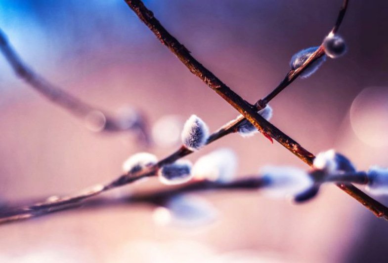 Весенние веточки макро