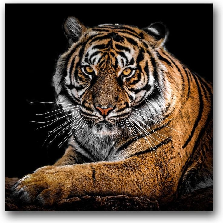 Красивый тигр