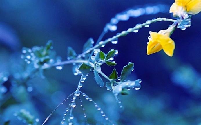 Цветы с капельками росы