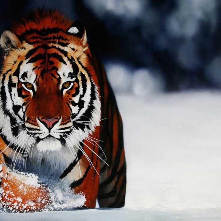 Красивый тигр