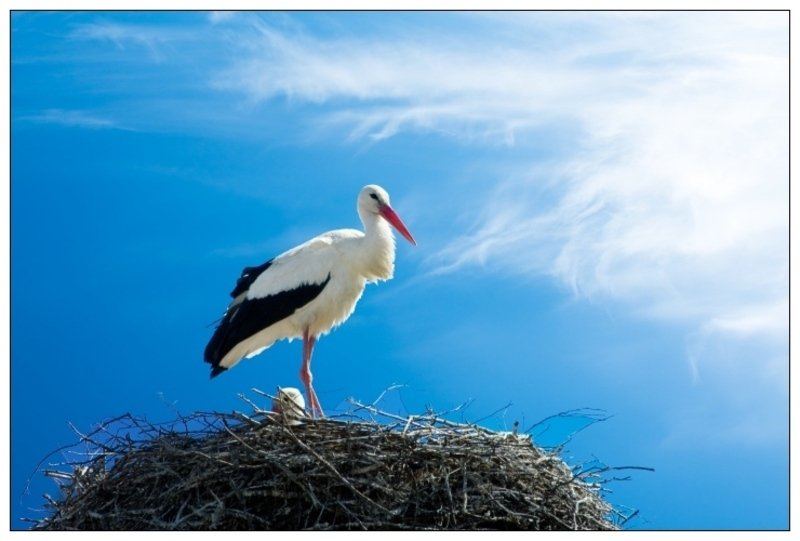 Гнездо аиста