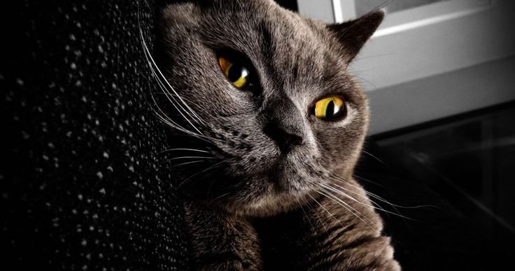 Обои на рабочий стол коты