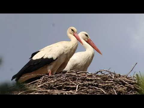 Гнездо аистов на крыше