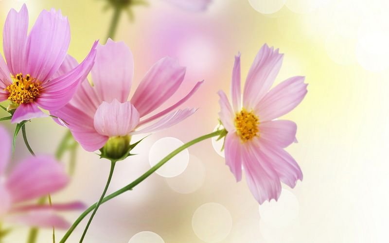 Космея цветок