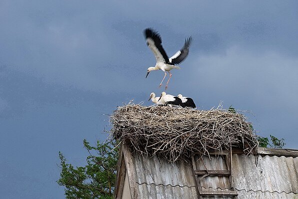 Аисты на крыше