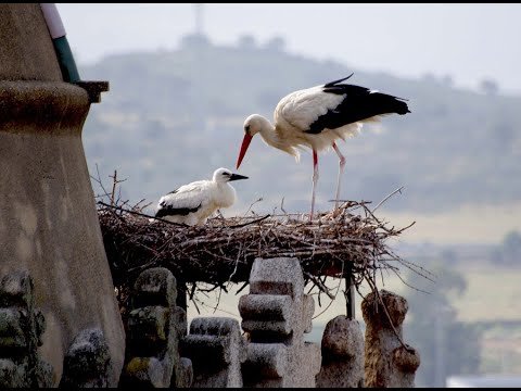 Гнездо аиста на крыше