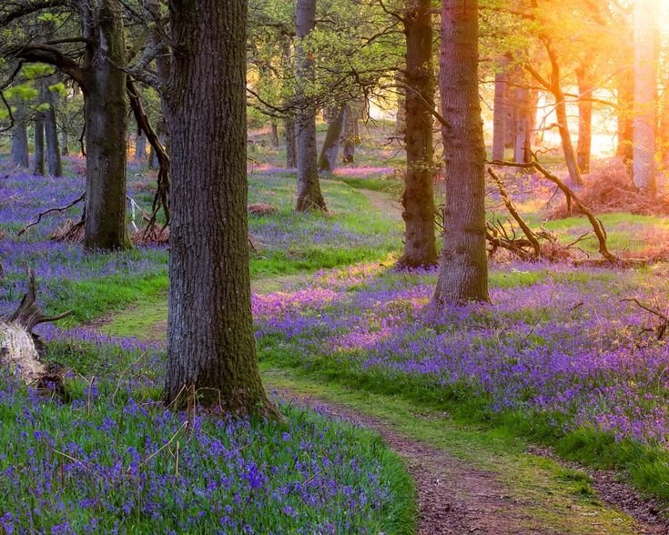 Бирнамский лес Шотландия