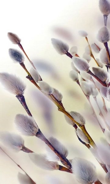 Верба референс