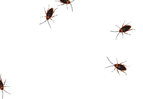 Тараканы бегают