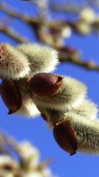 Весенняя Верба