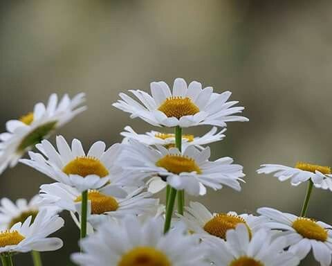 Заставка на рабочий стол ромашки