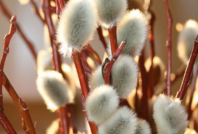 Весна Верба