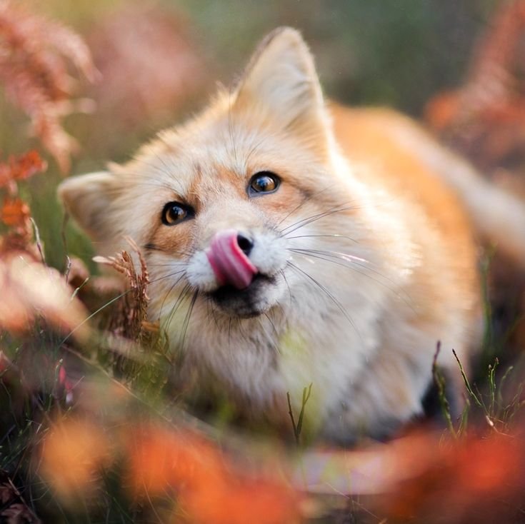 Красивая лиса