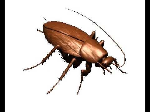 Таракан на прозрачном фоне