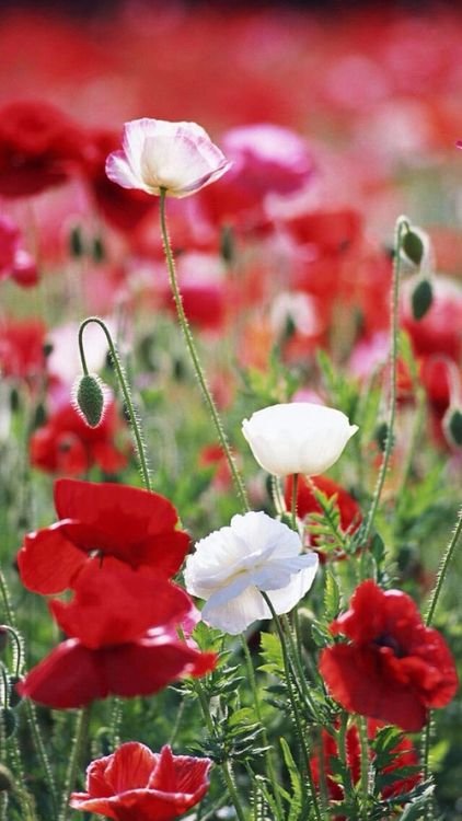 Мак полевой белый