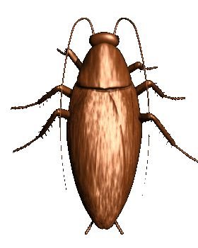 Насекомые гиф