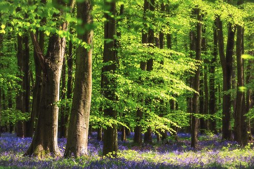 Весна в лесу