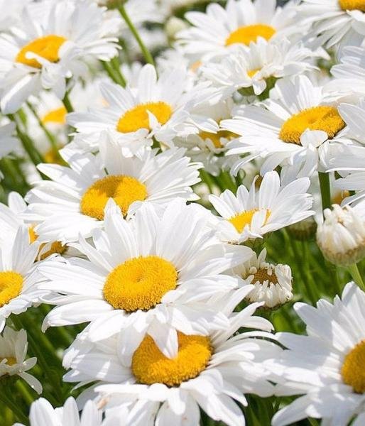 Красивые ромашки