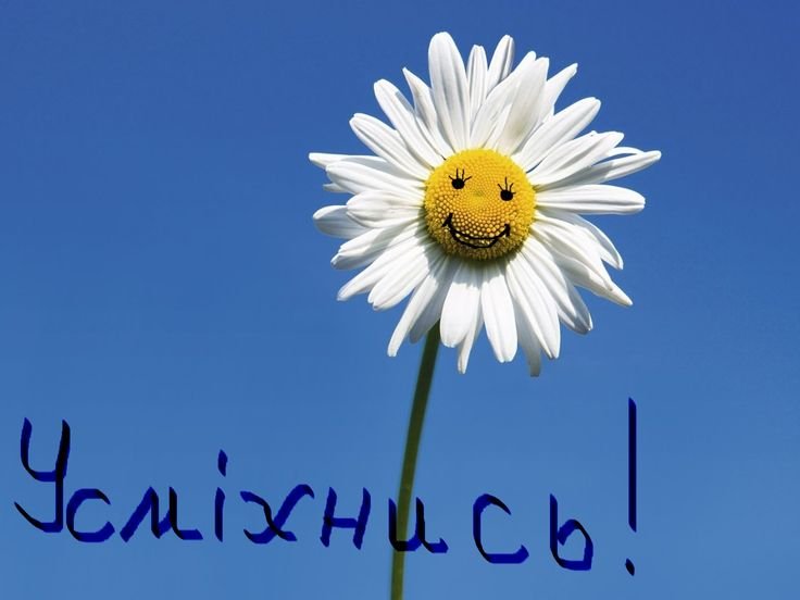 Ромашки на рабочий стол красивые