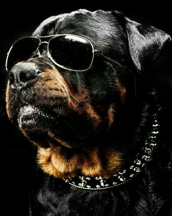 Ротвейлер и Доберман