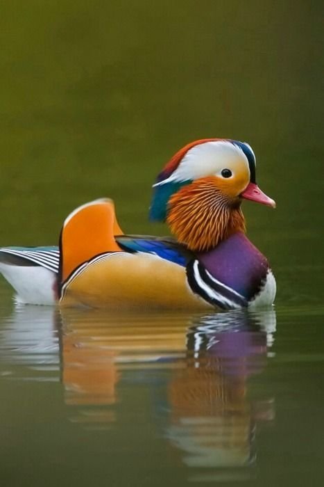 Утка Мандаринка