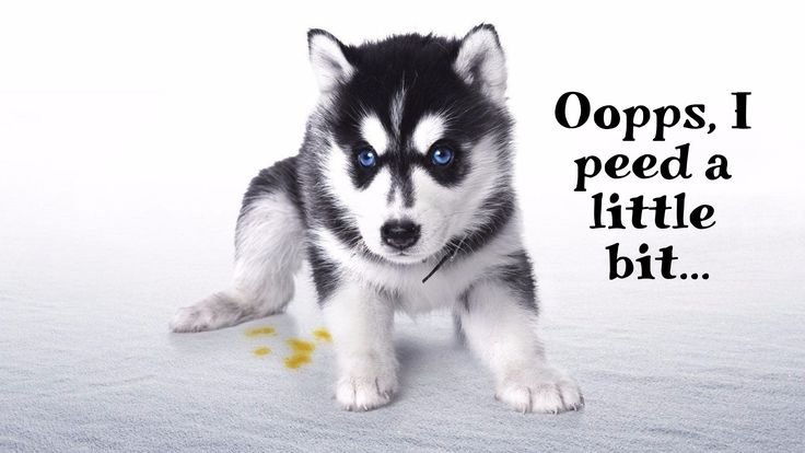 Хаски малазиан