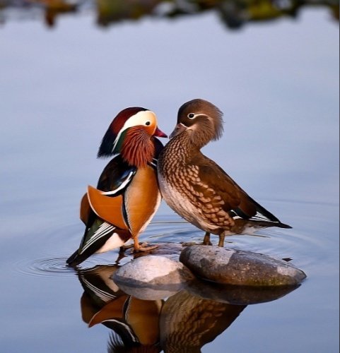 Утка Мандаринка Дальний Восток