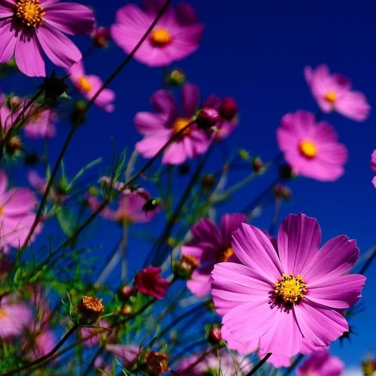 Цветы вертикальные