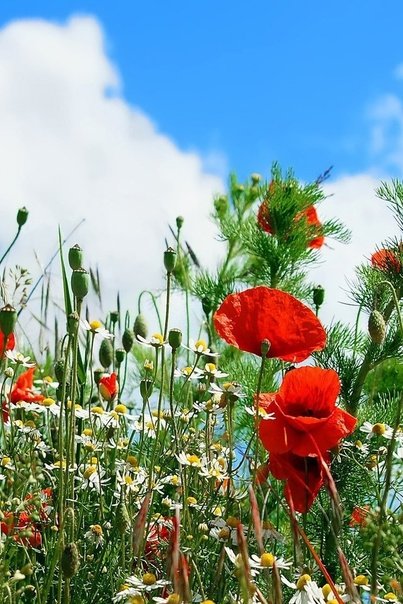 Полевые маки