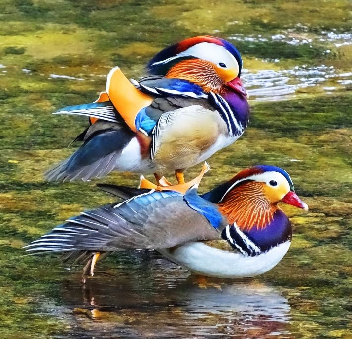 Утка Мандаринка