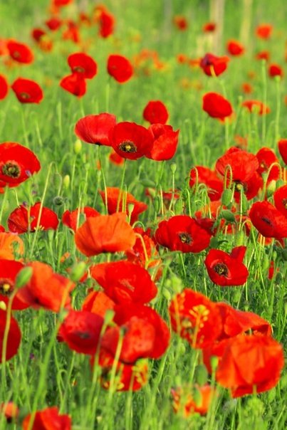 Красивые маки