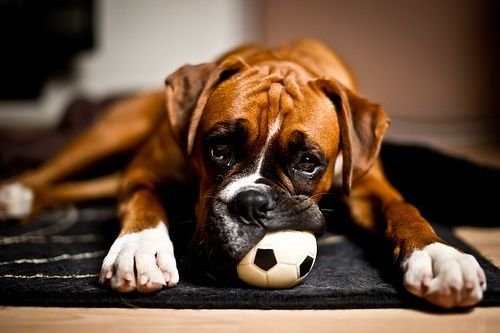 Щенки боксера