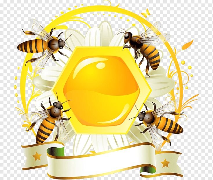 Пчелиные соты с медом