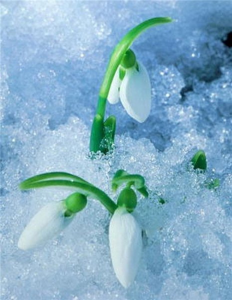 Цветы подснежники