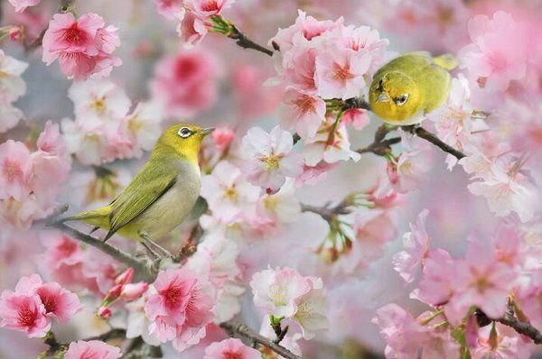 Птицы на Сакуре