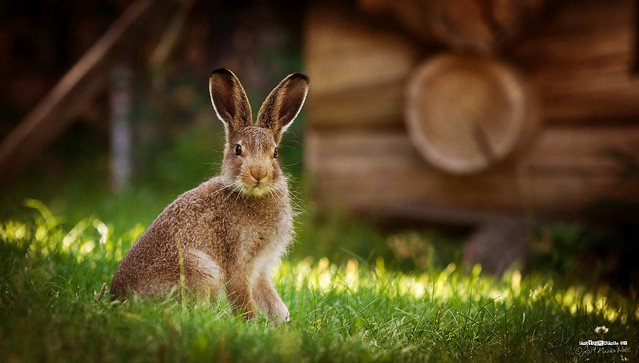 Красивый кролик