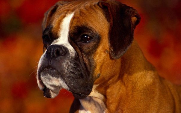 Мини боксер собака